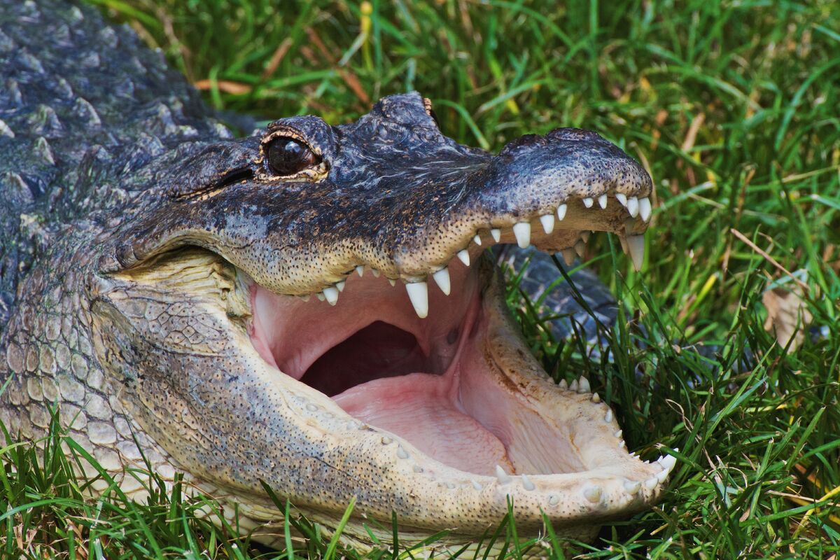 Bitten by love for crocodiles, reptile farmer is scaling up