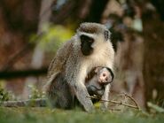 Vervet Monkey Mother and Baby