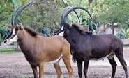 Brown and Black Sable Antelope