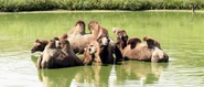Bactrian Camels Bathing