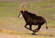 Sable Antelope Running