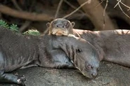 Otter Pair.jpg (8 KB)