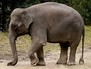 A Female Indian Elephant.