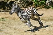 Zebra Running