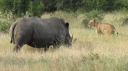 Black Rhinoceros vs Lioness