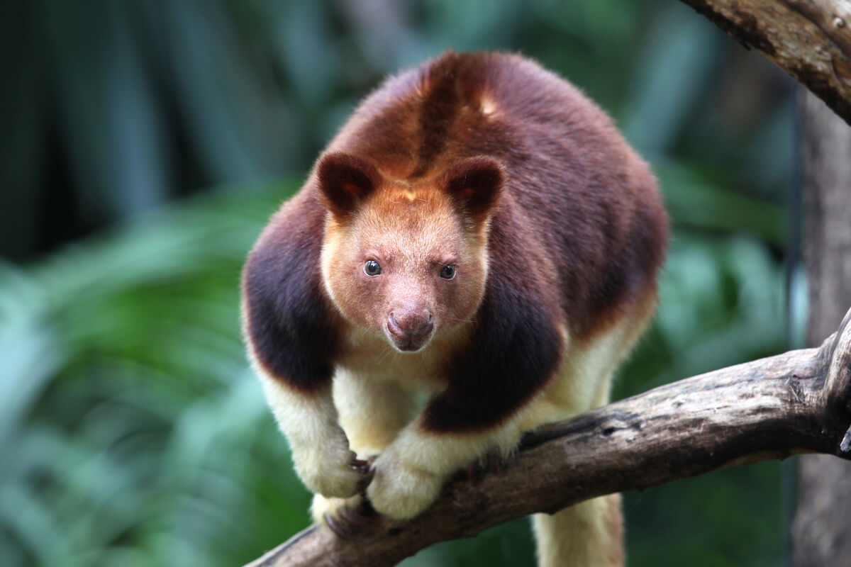Tree Kangaroo Creatures of the World Wikia Fandom