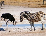 Zebra and Ostrich