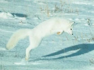 9918759 orig.jpg (39 KB) Arctic Fox Pouncing