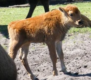 Bison Calf