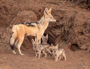 1ac93f3b47c64b7208946e99684de842.jpg (102 KB) Mother Jackal with Pups