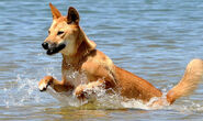 Dingo Jumping through water