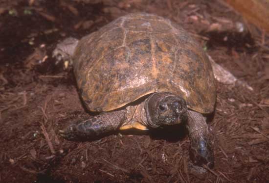 Arakan Forest Turtle Creatures of the World Wikia Fandom