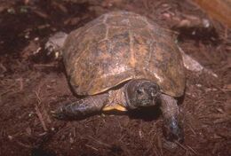 Arakan Forest Turtle Creatures of the World Wikia Fandom