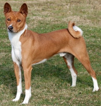 Basenji Creatures Of The World Wikia Fandom