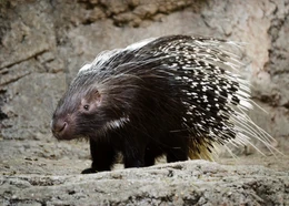 Crested Porcupine