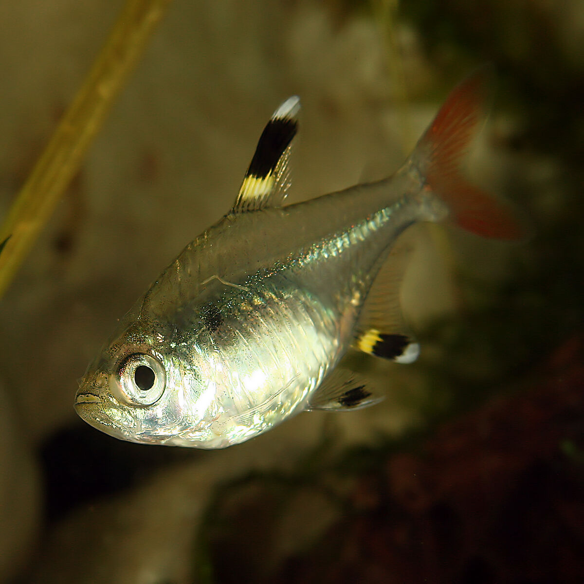 X ray fish фото