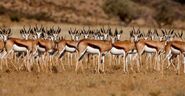 Springbok Herd