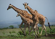 Giraffe Family Walking