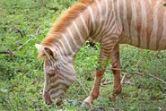 Rare Albino Zebra