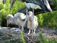 Marabou Stork Chicks