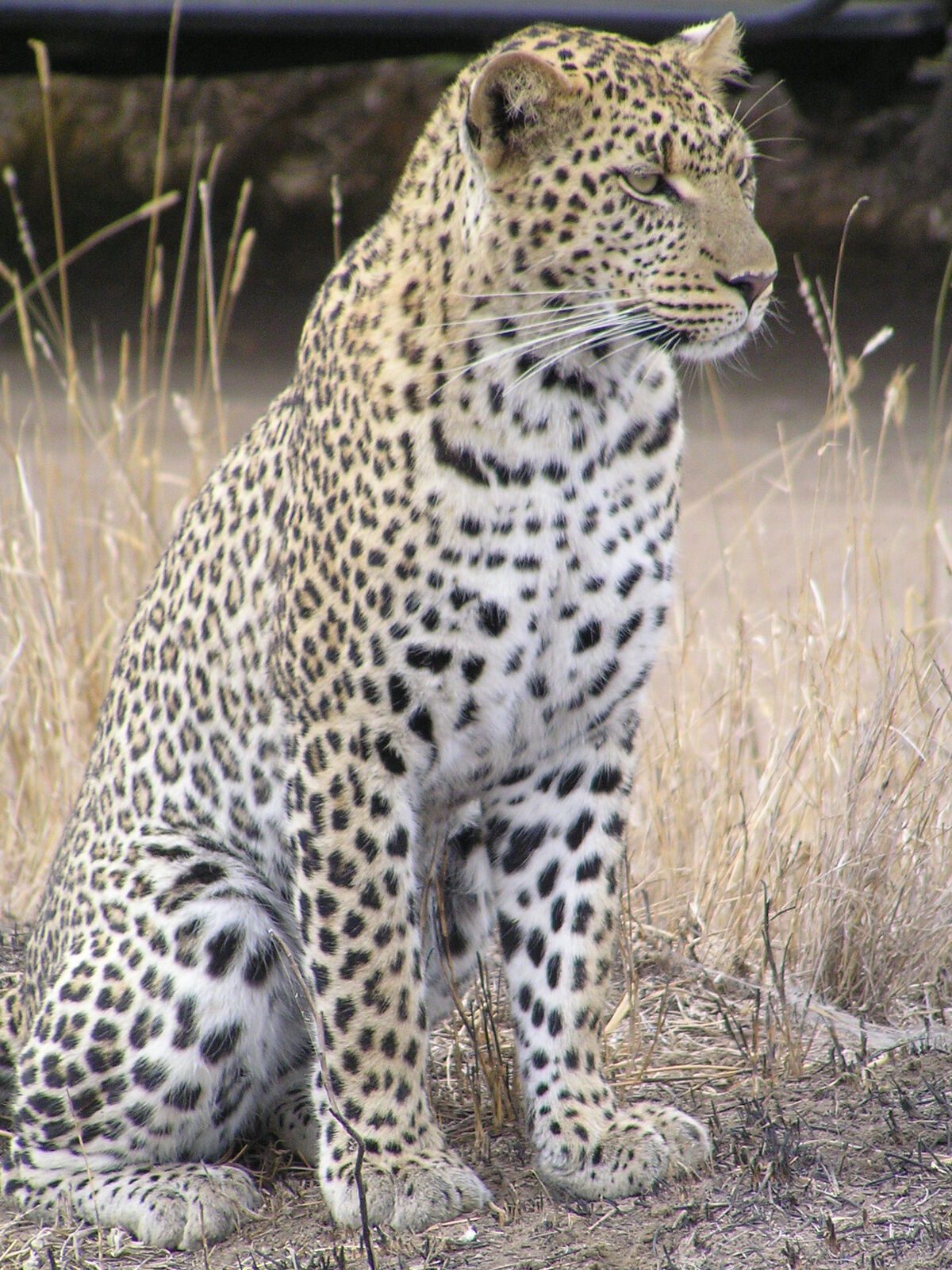 Leopard | Creatures of the World Wikia | Fandom