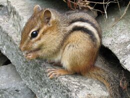 Eastern Chipmunk