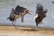Marabou Stork Fighting with Fish Eagle over prey