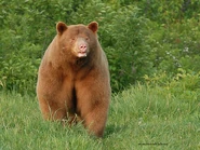 Brown Black Bear