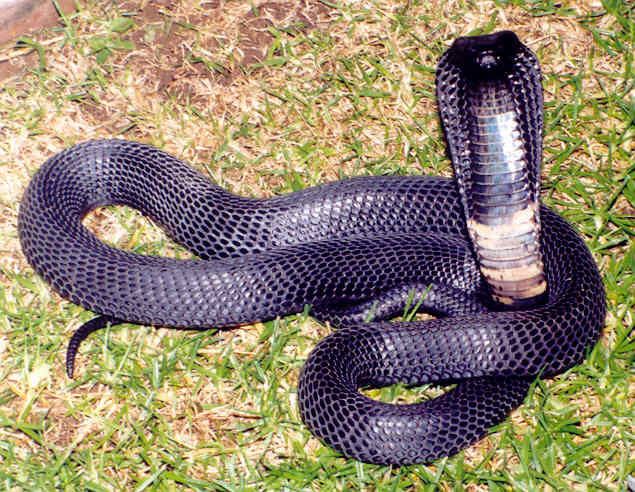 Black-necked cobra, snake