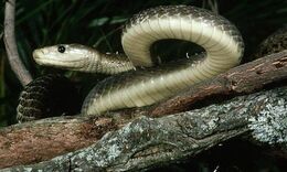 Black-mamba-snake-008