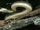 Black Mamba