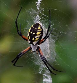 Are Orb Weaver Spiders Dangerous?