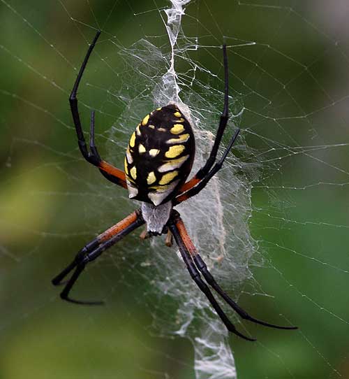 Why do Orb Weaving Spiders Make Patterned Webs?