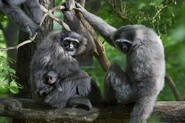 Javon-Gibbons-protecting-cub.jpg (118 KB) Gibbon Family