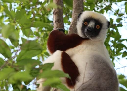 Sifaka in Madagascar