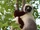 Coquerel's Sifaka
