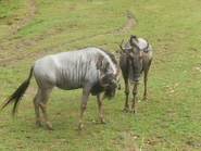 2 Wildebeest at the Indianapolis Zoo