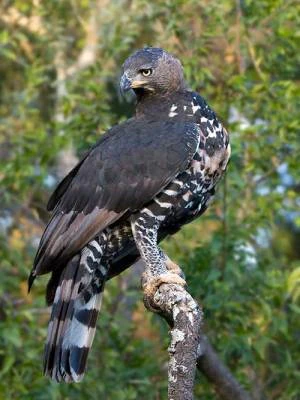 Crowned Eagle | Creatures of the World Wikia | Fandom