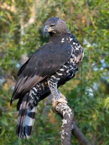 African Crowned Eagle vs. Harpy Eagle: How Do They Measure Up?