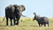 Hippo Yawning at Elephant