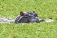 Hippopotamus amphibius mikumi