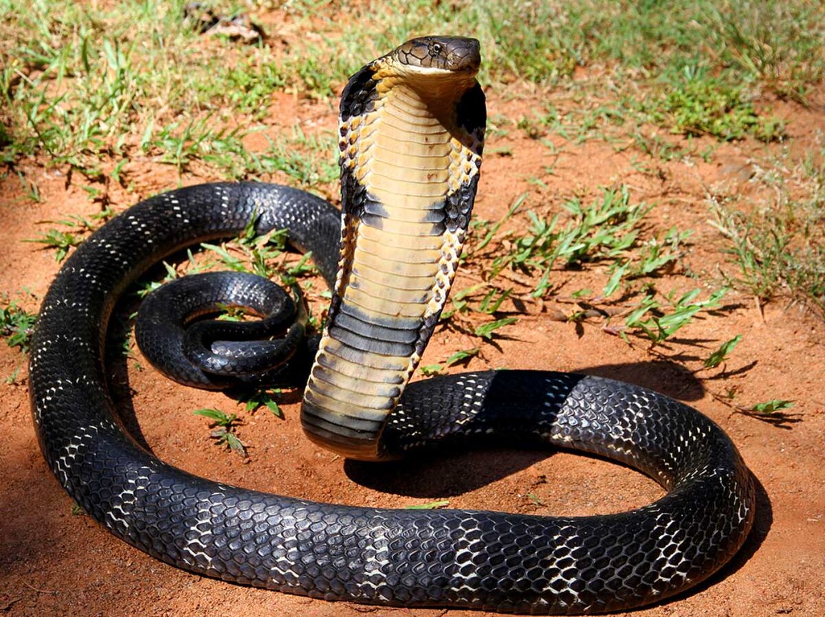 King Cobra  Saint Louis Zoo