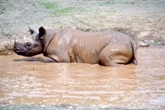 Black Rhino cooling off in a watering hole