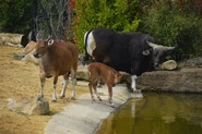 Banteng Family