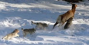 Gray Wolves taking down Elk