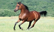 Arab-horse.jpg (142 KB) Arabian Horse Running