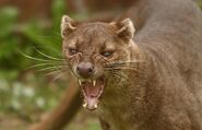 Fossa