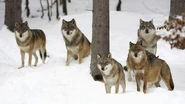 Gray Wolf Pack