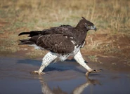 Walking on Water