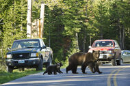 Mother Bear and Cubs crossing busy street